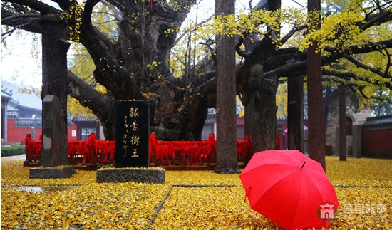 烟雨浮来，醉美银杏 （大众网记者 张希嘉 摄）