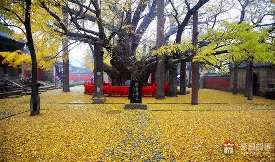 叶落铺满定林寺，犹如黄金地毯 （大众网记者 张希嘉 摄）