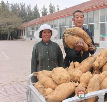 史同海、孙成菊夫妇与他们的地瓜
