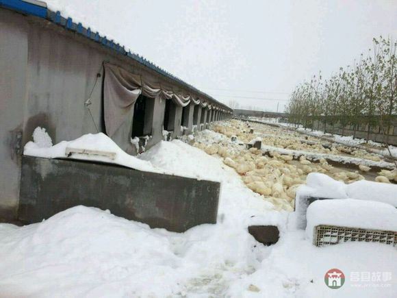 山东省日照市莒县某大型标准化养鸭场遭遇雪灾