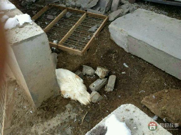 山东省日照市莒县某大型标准化养鸭场遭遇雪灾 山东省日照市莒县某大型标准化养鸭场遭遇雪灾