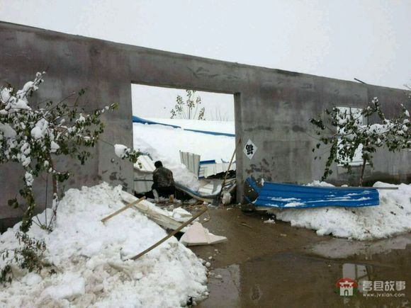 山东省日照市莒县某大型标准化养鸭场遭遇雪灾