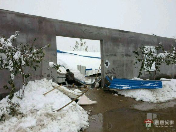 山东省日照市莒县某大型标准化养鸭场遭遇雪灾 山东省日照市莒县某大型标准化养鸭场遭遇雪灾