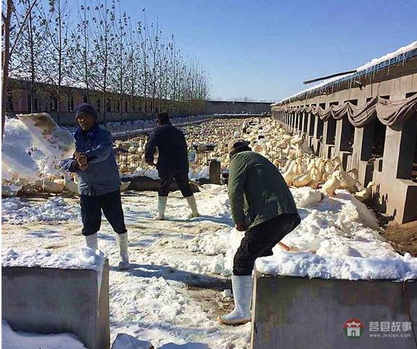 莒县大雪鸭场损失300万，天灾人祸谁来偿