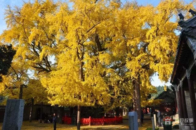 再过几天,莒县这个地方要火……先睹为快!