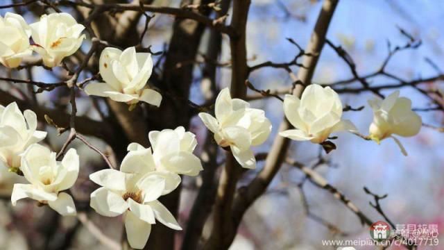 莒县第三届玉兰花节暨桑园镇乡村旅游节开幕