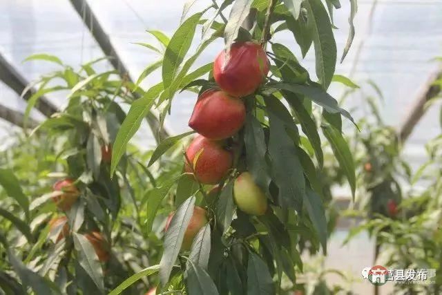 刚刚上市!莒县这里好大一个“小油桃”,一年能卖3个亿