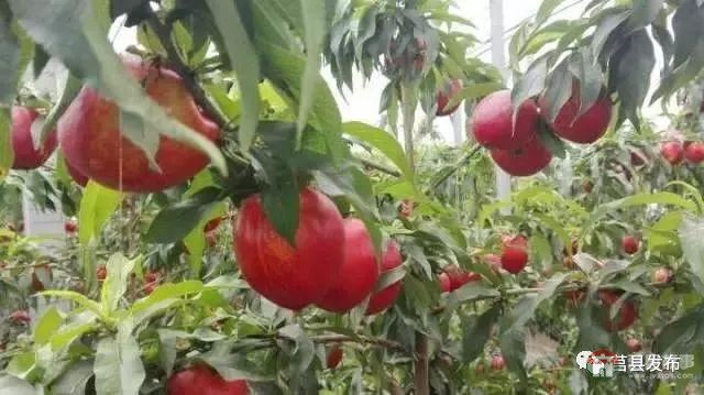 刚刚上市!莒县这里好大一个“小油桃”,一年能卖3个亿