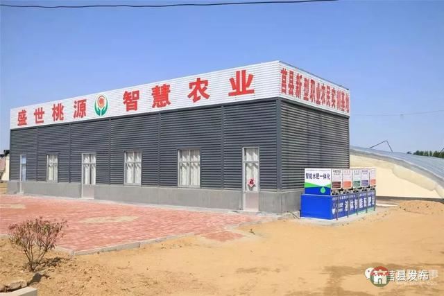 刚刚上市!莒县这里好大一个“小油桃”,一年能卖3个亿