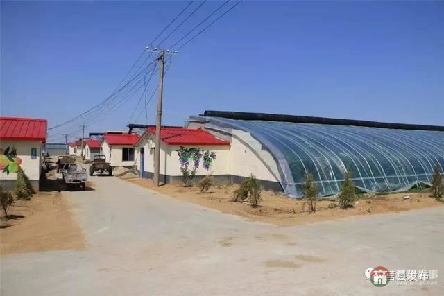 刚刚上市!莒县这里好大一个“小油桃”,一年能卖3个亿