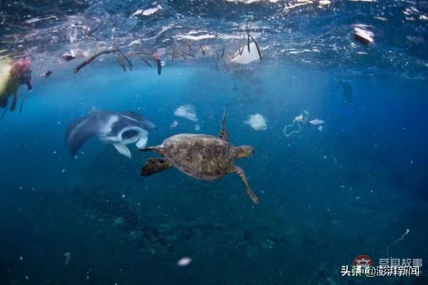 “逼疯”上海人的垃圾分类背后,藏着中国人不知道的残忍真相