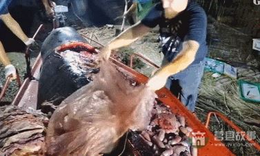 “逼疯”上海人的垃圾分类背后,藏着中国人不知道的残忍真相